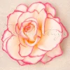 Ravishing Rose Haarclip In Roze-Topvintage Boutique Collection Best